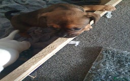 Mixed Breed dogs for sale: Oldtyme x french bulldogs - Image 4