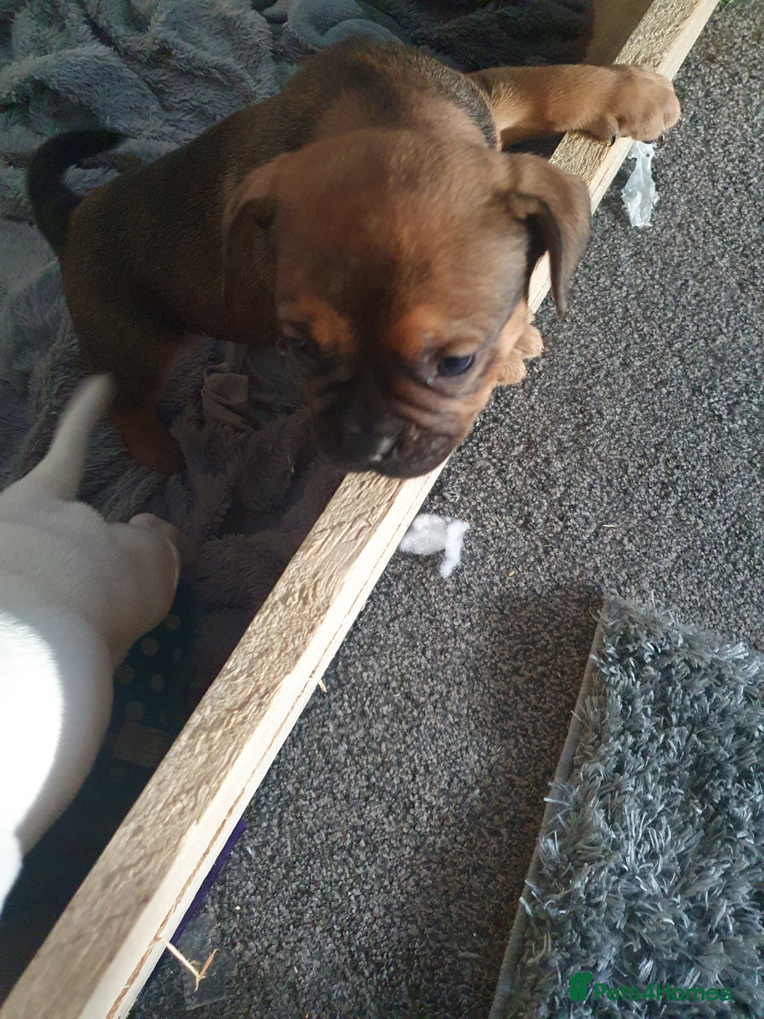 Mixed Breed dogs for sale: Oldtyme x french bulldogs - Image 4