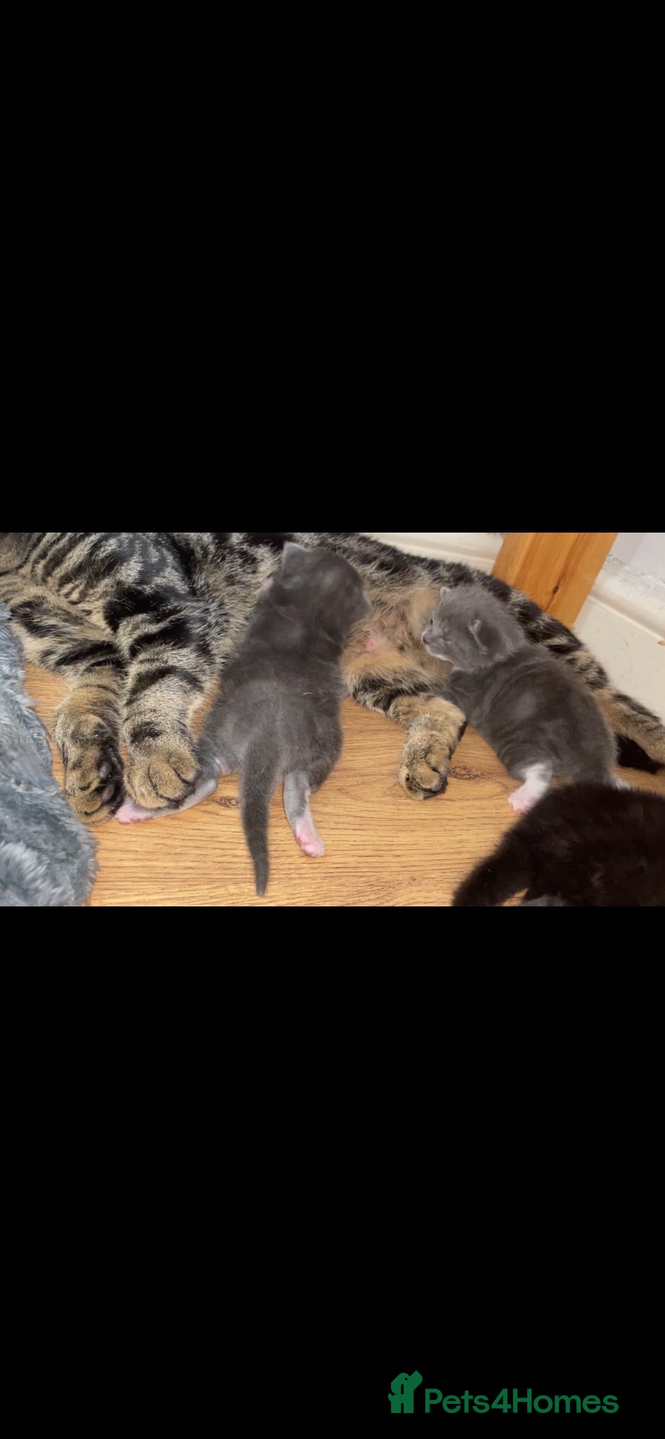 Mixed Breed cats British short hair/tabby mix - Advert 2
