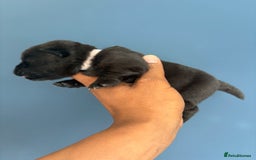 Chow Chow dogs for sale: Beautiful Chow Chow puppies  - Image 29