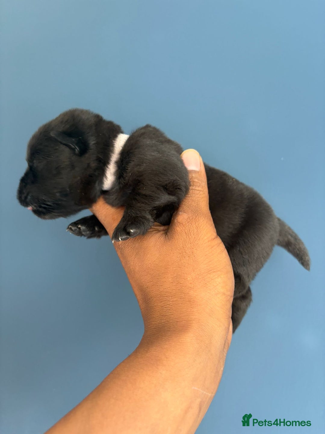 Chow Chow dogs for sale: Beautiful Chow Chow puppies  - Image 29