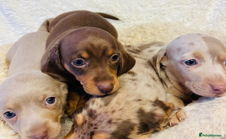 Miniature Dachshund dogs - Advert 1