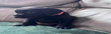 Labrador Retriever 2