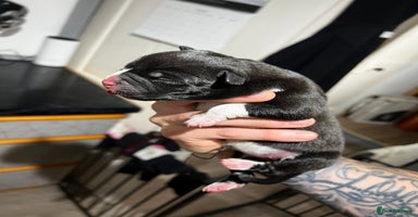 Mixed Breed dogs - Advert 12