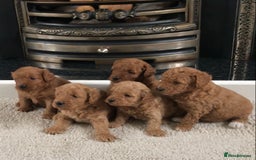 Cockapoo dogs for sale: Toy F1B cockapoo pups - Image 1