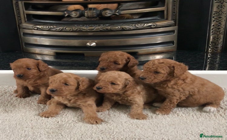 Cockapoo dogs - Advert 8