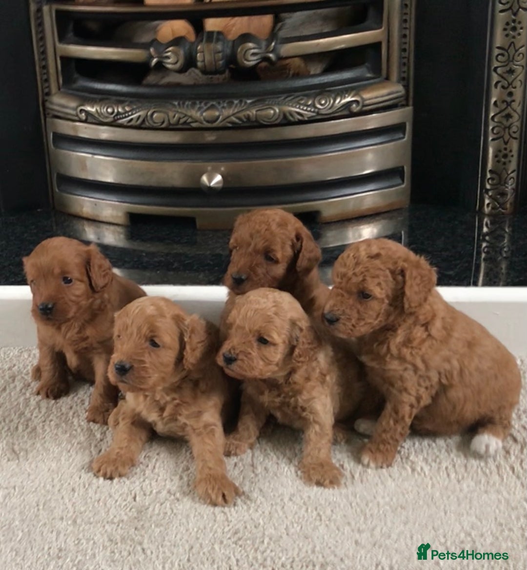 Cockapoo dogs for sale: Toy F1B cockapoo pups - Image 1