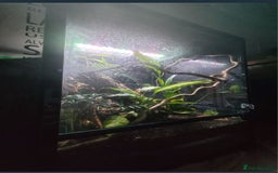 Leopard Gecko reptiles for sale: Leopard Gecko - Image 3