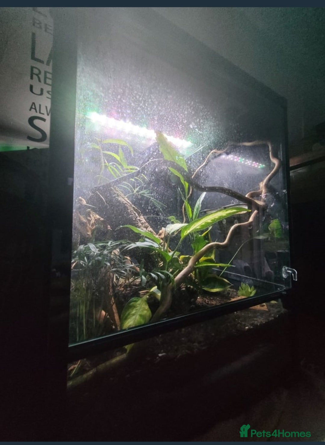 Leopard Gecko reptiles for sale: Leopard Gecko - Image 3