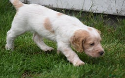 Cocker Spaniel dogs for sale: Cocker spaniel  - Image 9