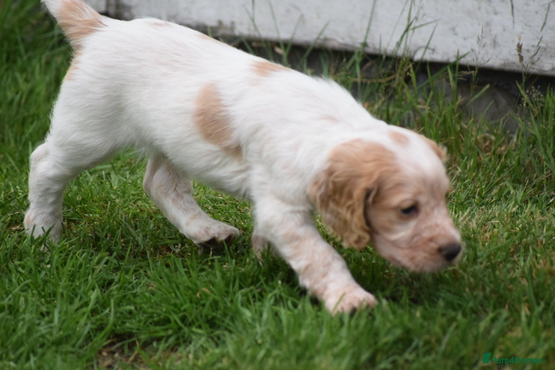Cocker Spaniel dogs for sale: Cocker spaniel  - Image 9