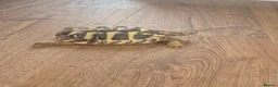 Hermann Tortoise reptiles for sale: Hermanns Tortoise  - Advert 1