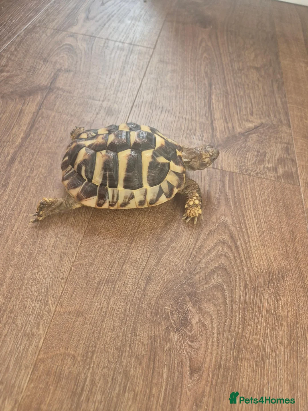 Hermann Tortoise reptiles for sale: Hermanns Tortoise  - Advert 1