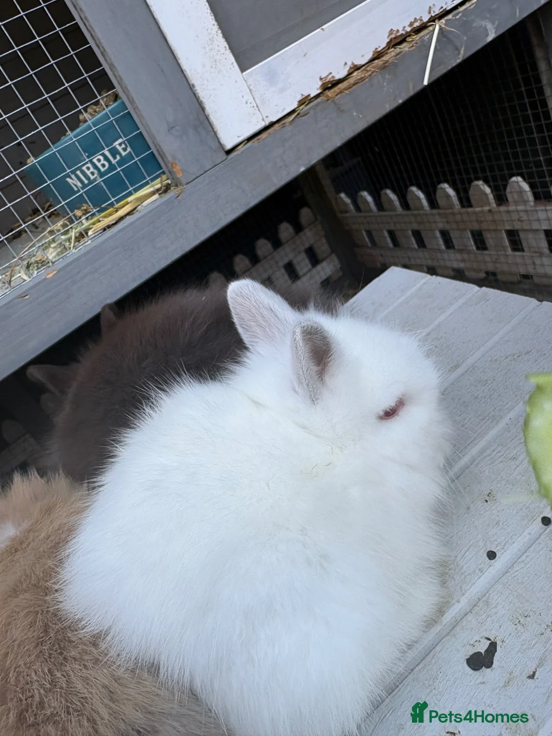 Lionhead rabbits for sale: lionmane rabbit  - Advert 4