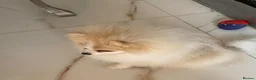 Pomeranian dogs for sale: Gorgeous Pom Boy - Advert 22