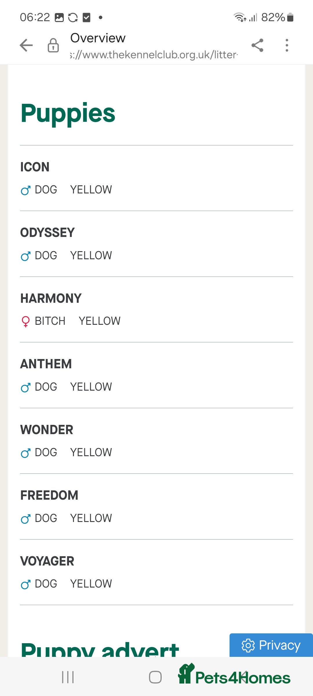 Labrador Retriever dogs for sale: Stunning Fox red Labrador pups - Image 14