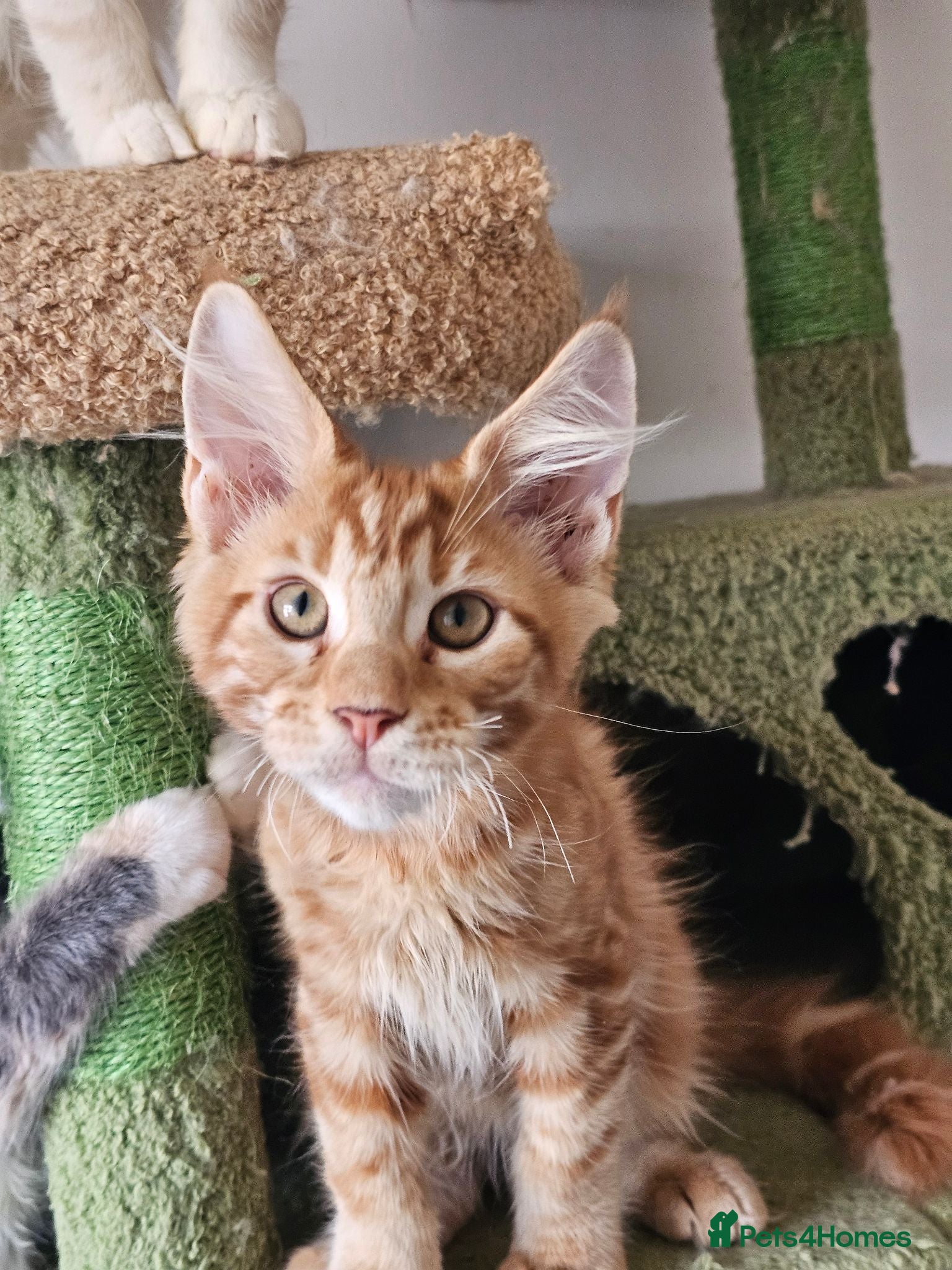 Maine Coon cats Maine coon babies from heath tested parents - Advert 1