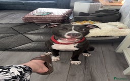 Mixed Breed dogs for sale: Rosie looking for a new forever home  - Image 7