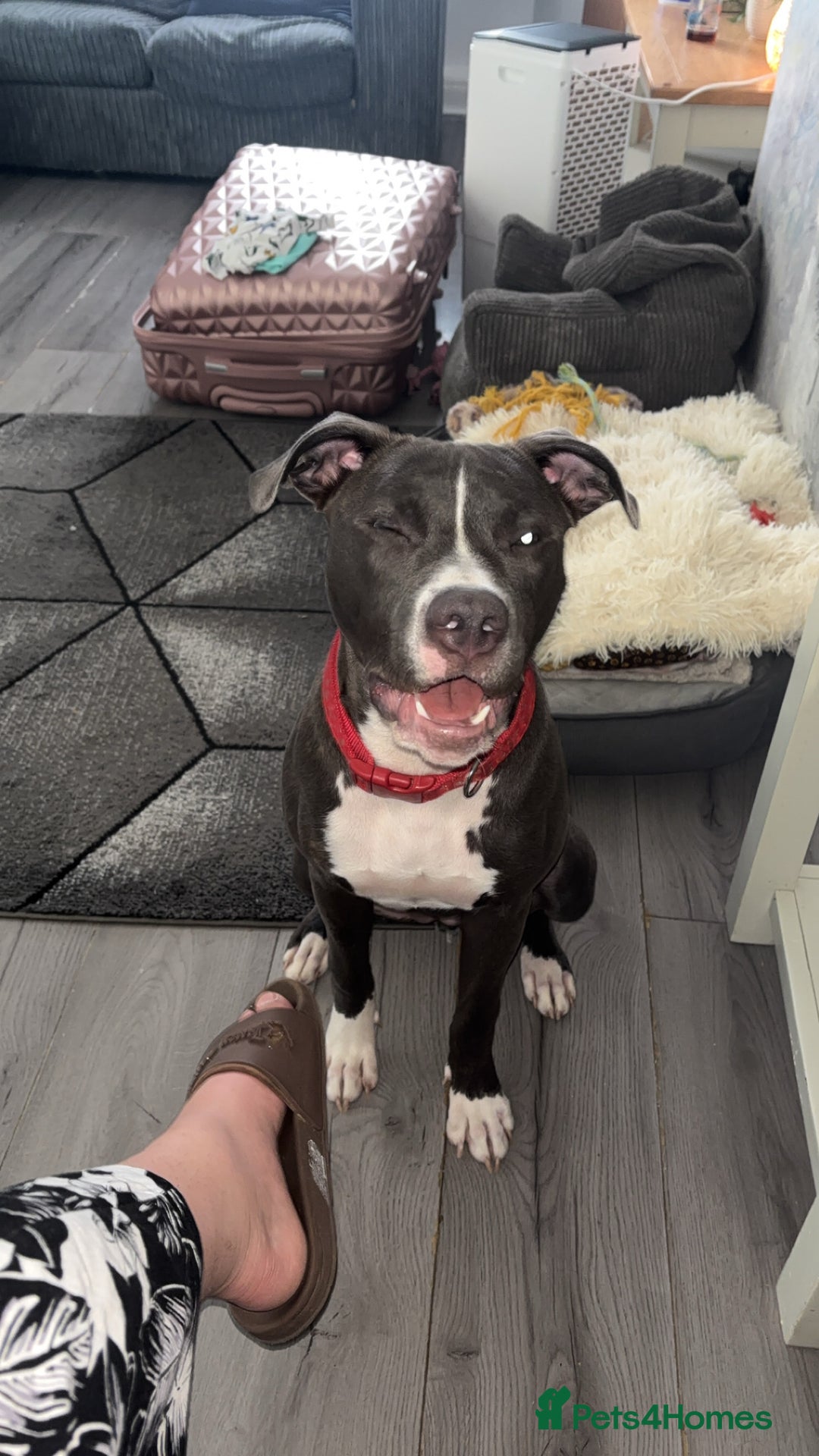 Mixed Breed dogs for sale: Rosie looking for a new forever home  - Image 7