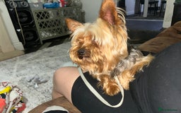 Yorkshire Terrier dogs for sale: Yorkshire terrier  - Image 3