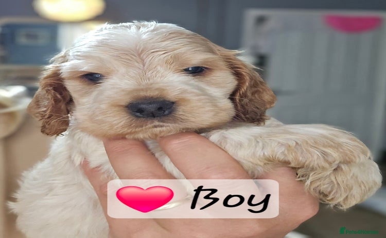Cocker Spaniel dogs - Advert 8