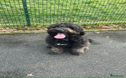 Mixed Breed dogs for sale: Saint Bernadoodles F1  - Image 15
