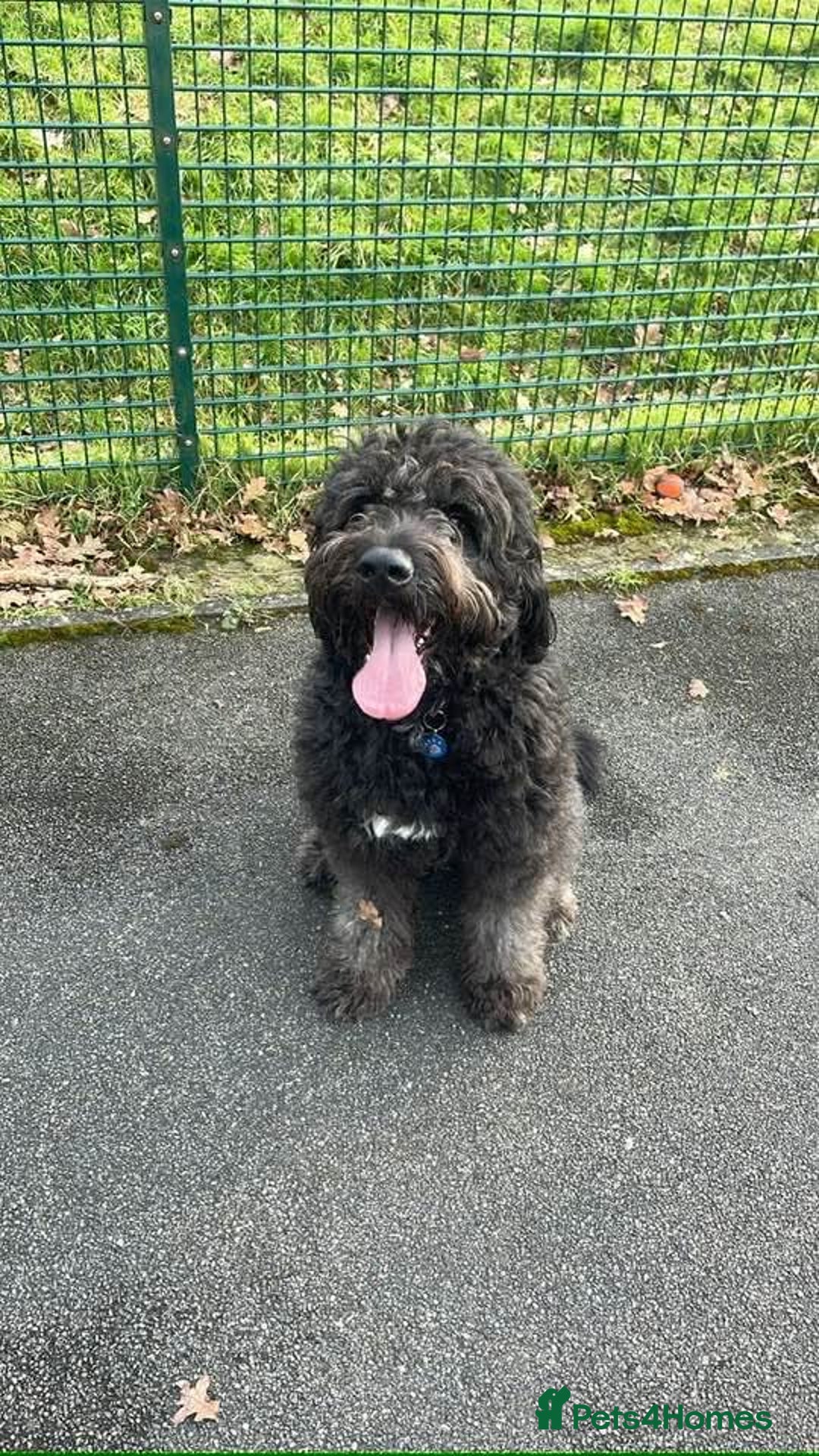 Mixed Breed dogs for sale: Saint Bernadoodles F1  - Image 15