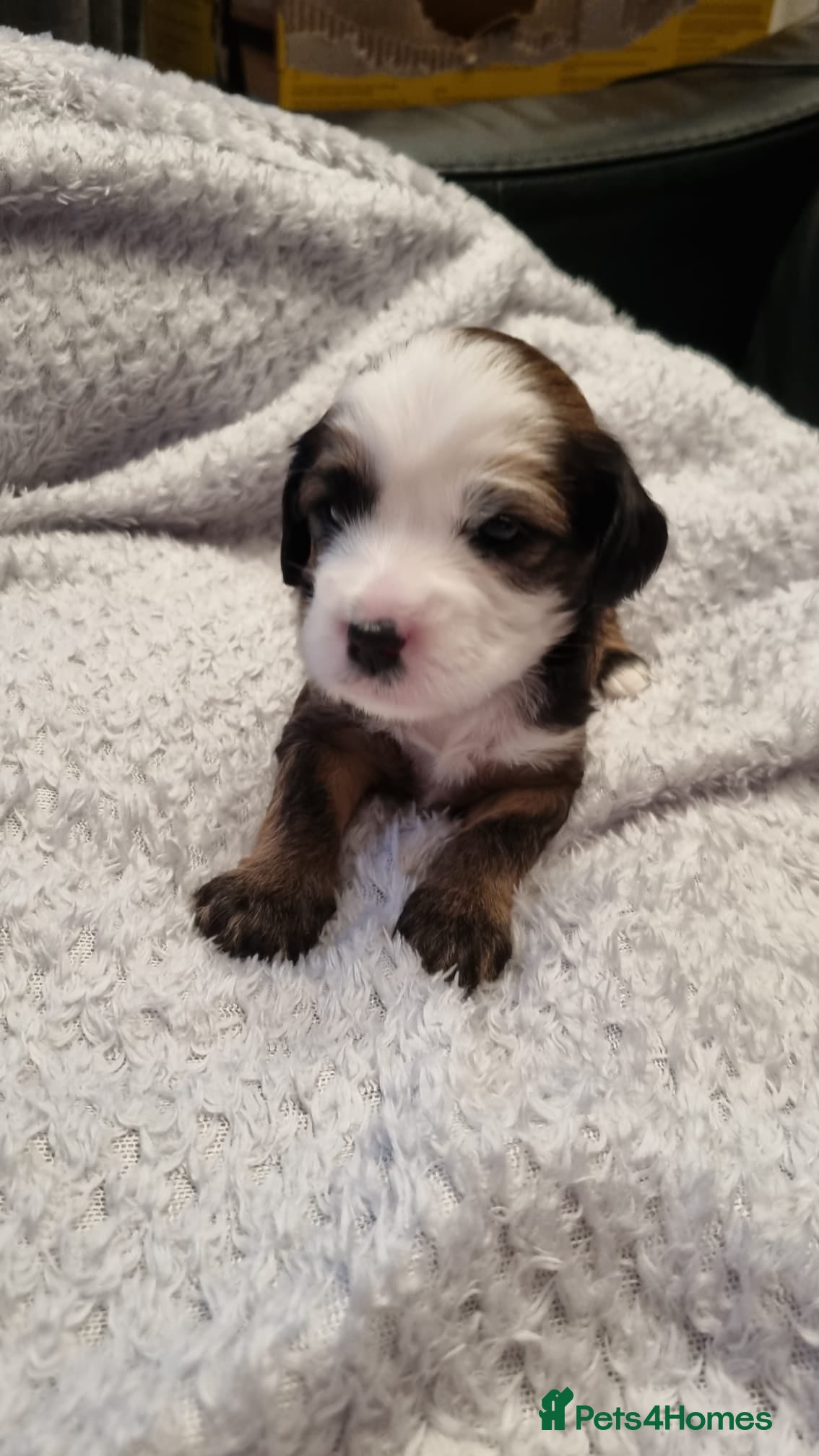 Tibetan Terrier dogs Stunning Tibetan Terrier Puppies ! - Advert 1