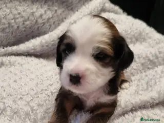 Tibetan Terrier dogs Stunning Tibetan Terrier Puppies ! - Advert 4