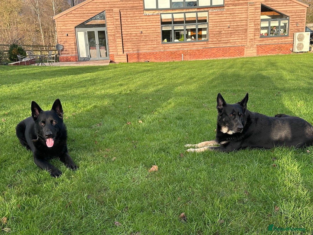 German Shepherd dogs for sale: FIVE EXCLUSIVE GSD PUPS, HOME RARED AND BRED. - Advert 6