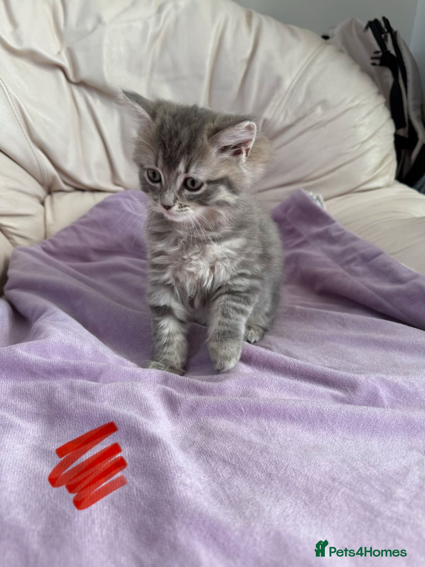 Ragdoll cats Stunning litter of ragdoll cross British shorthair - Advert 1