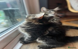 Maine Coon cats for sale: Maine Coon Boys for sale - Image 2