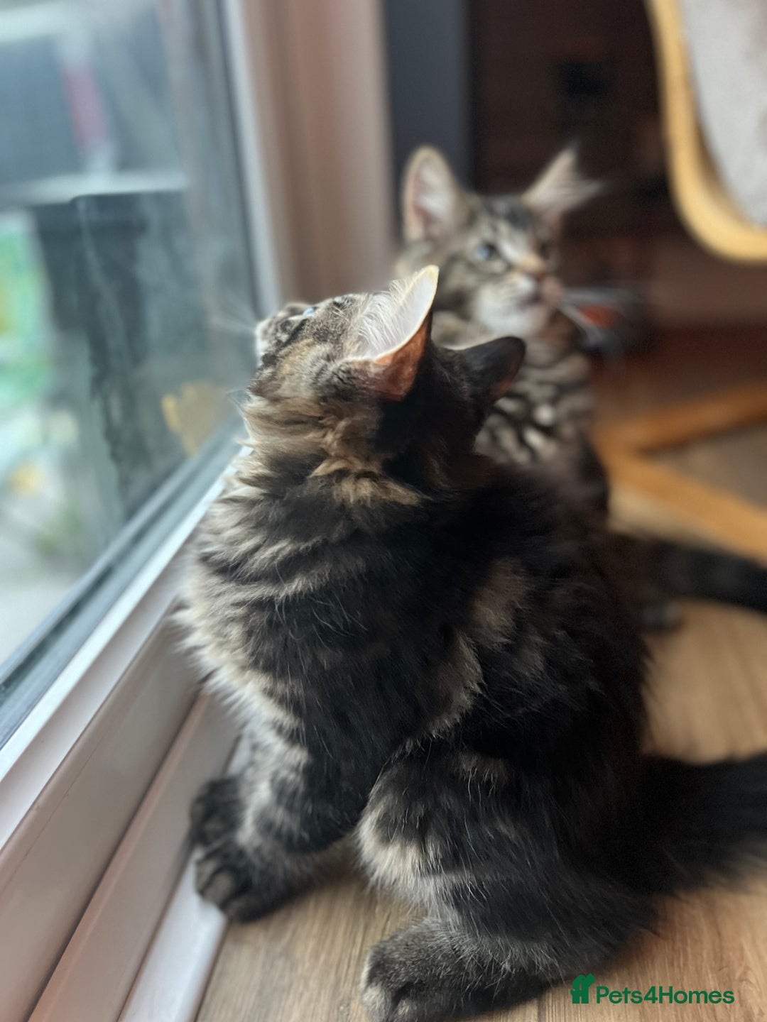 Maine Coon cats for sale: Maine Coon Boys for sale - Image 2