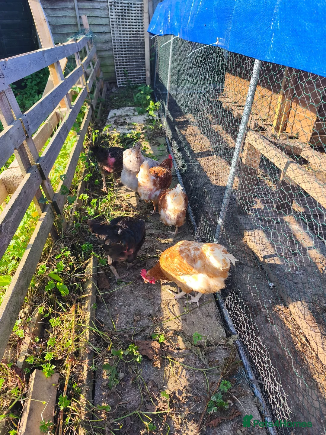 Chickens poultry for sale: 6 x chickens for sale  in Goole - Advert 2