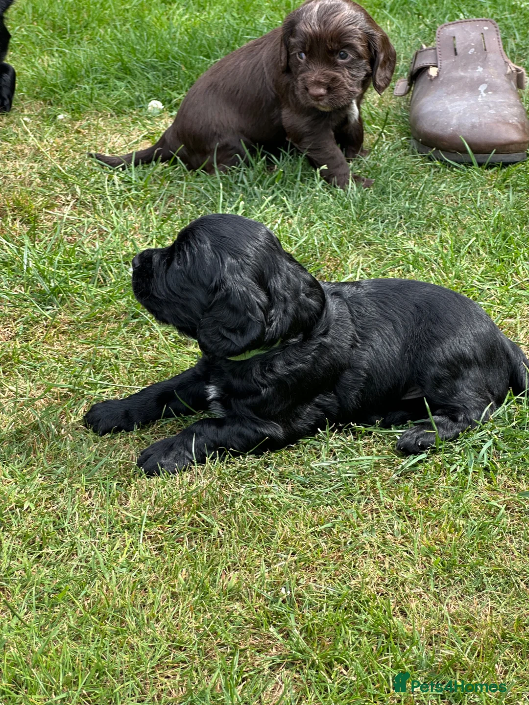 Cocker Spaniel dogs for sale: Beautiful KC Reg. Working Cocker Spaniel Puppies - Advert 1