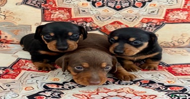 Miniature Dachshund dogs - Advert 9