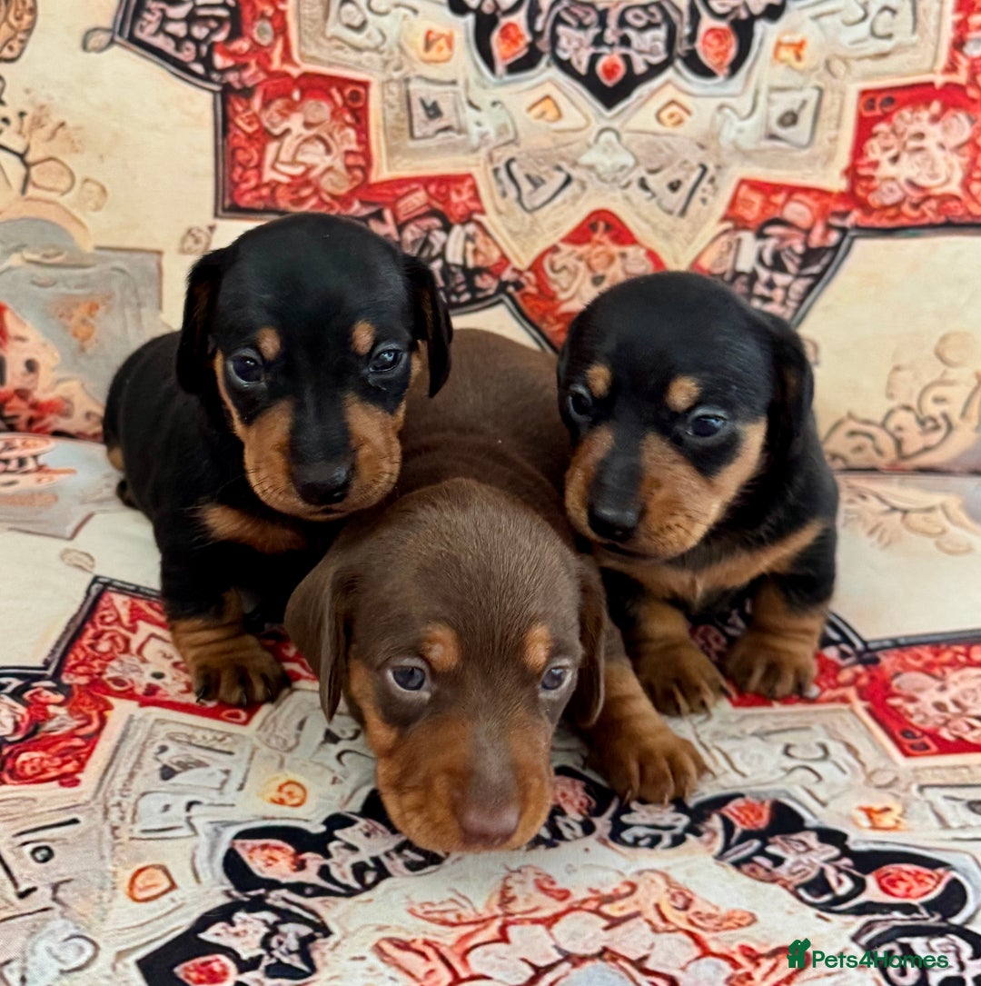 Miniature Dachshund dogs for sale: Mini Dachshund puppies, PRA clear, health tested - Image 1