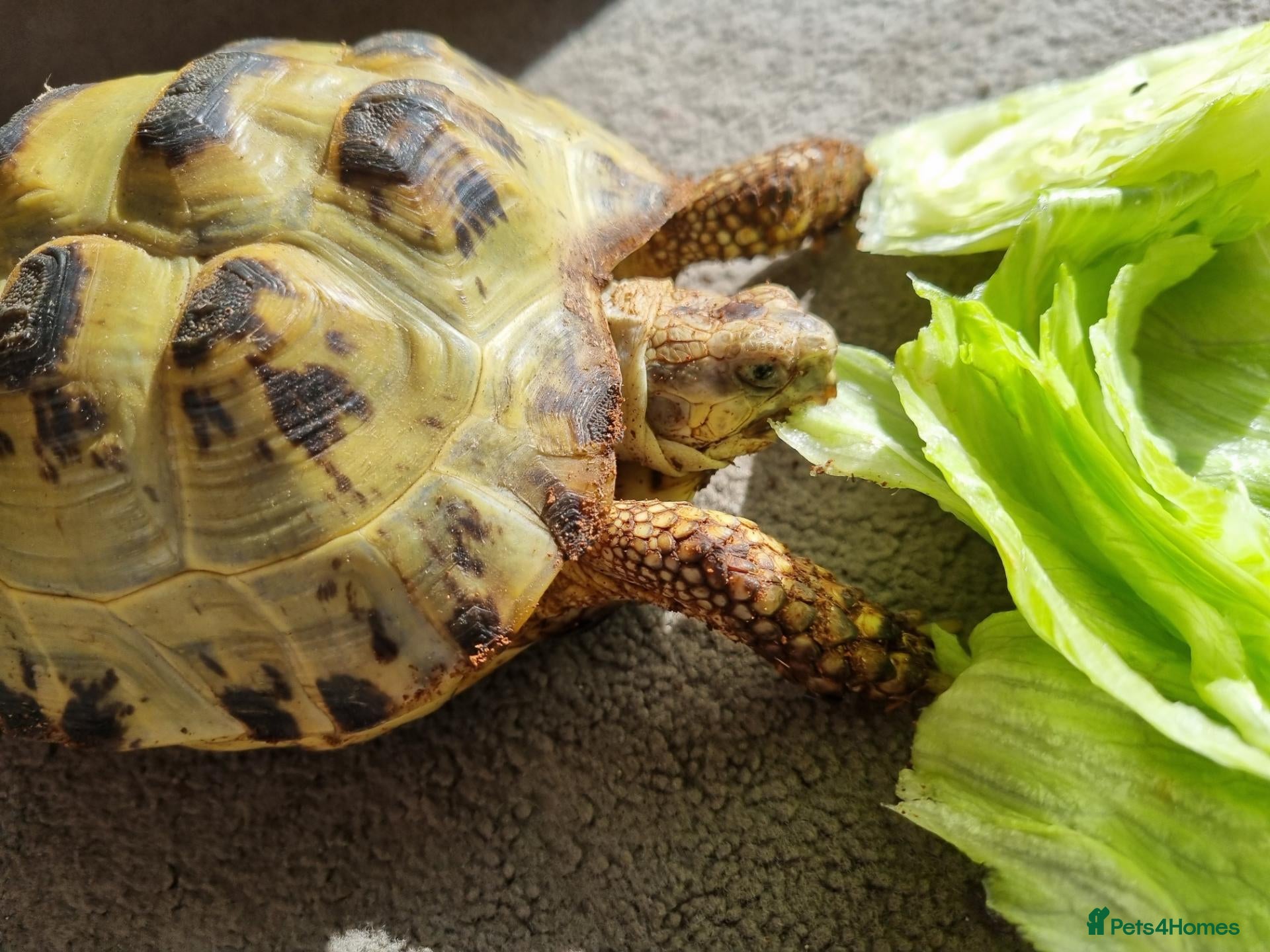 Tortoise reptiles Tortoise  - Advert 7