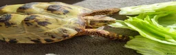 Tortoise reptiles for sale: Tortoise  in Crook - Advert 1