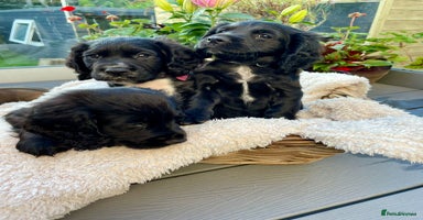 Sprocker dogs - Advert 9