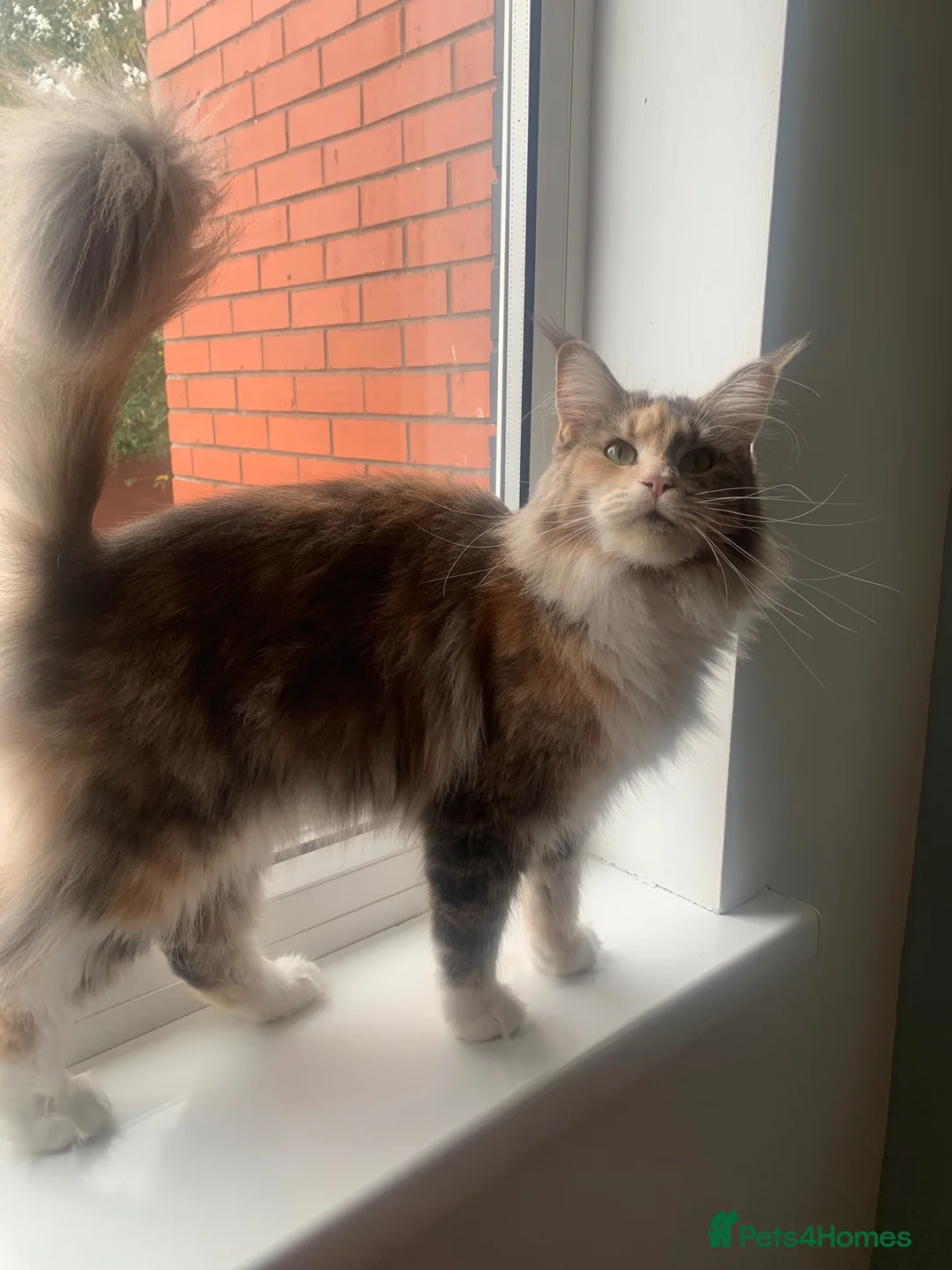 Maine Coon cats for sale: ACTIVE REG Blue Tortie and White FEMALE - Advert 8