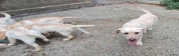 Labrador Retriever dogs for sale: KC reg, robust Labrador puppies. Fully inocs. - Advert 12