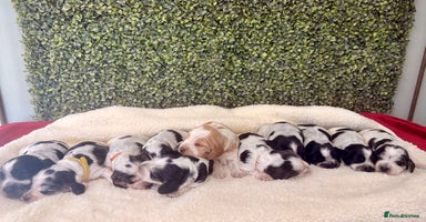 Cocker Spaniel dogs 🖤🤍 KC REG Show Cocker Spaniel Puppies For Sale - Advert 3