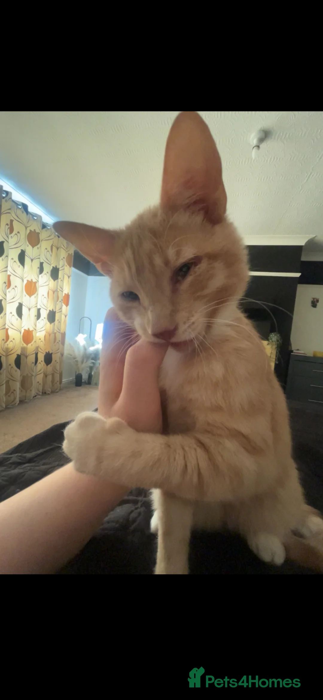 Mixed Breed cats for sale: SPHYNX VARIANT MALE KITTEN £40 - Advert 2