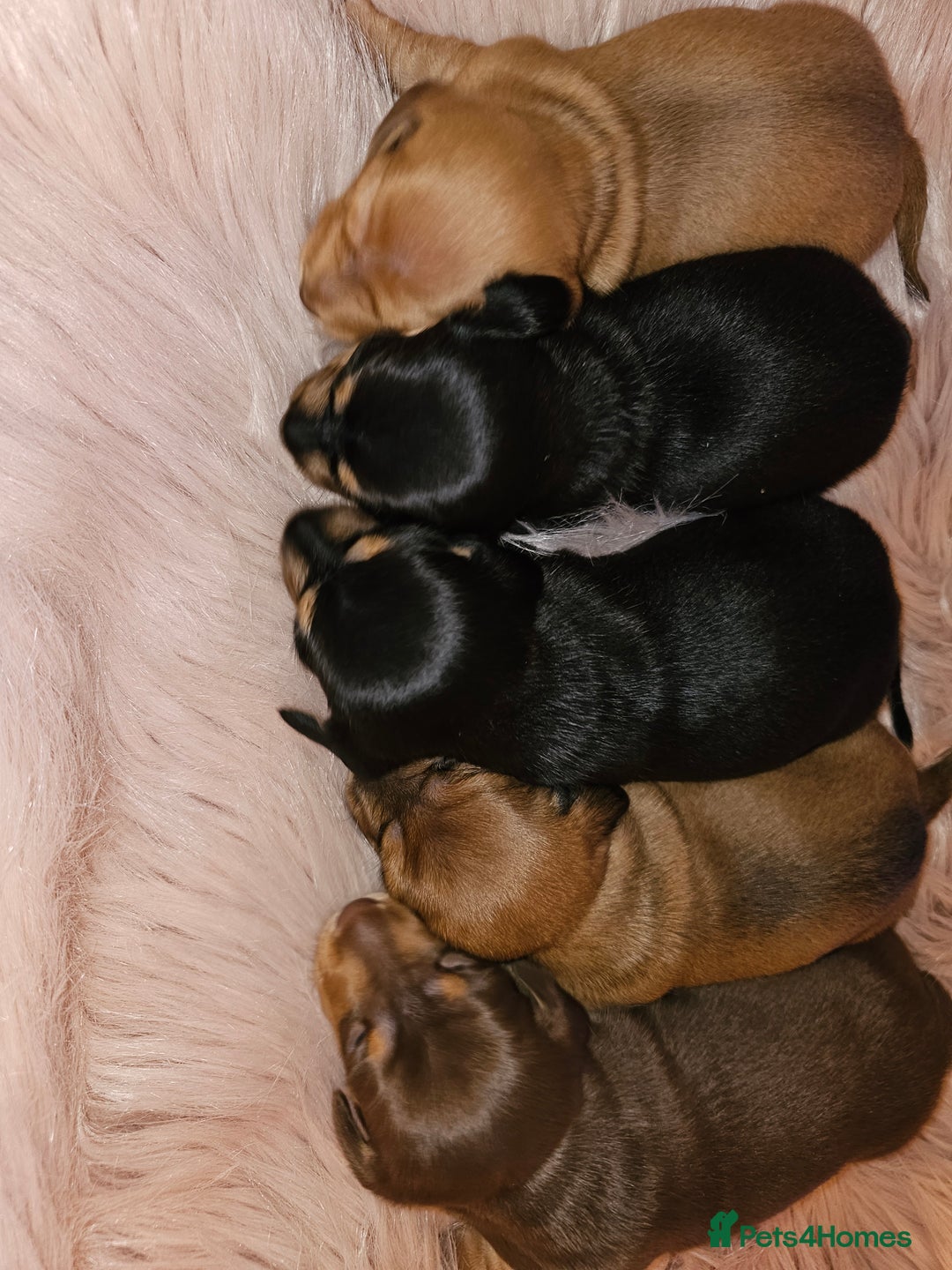 Dachshund dogs for sale: Dachshund puppies - Advert 10