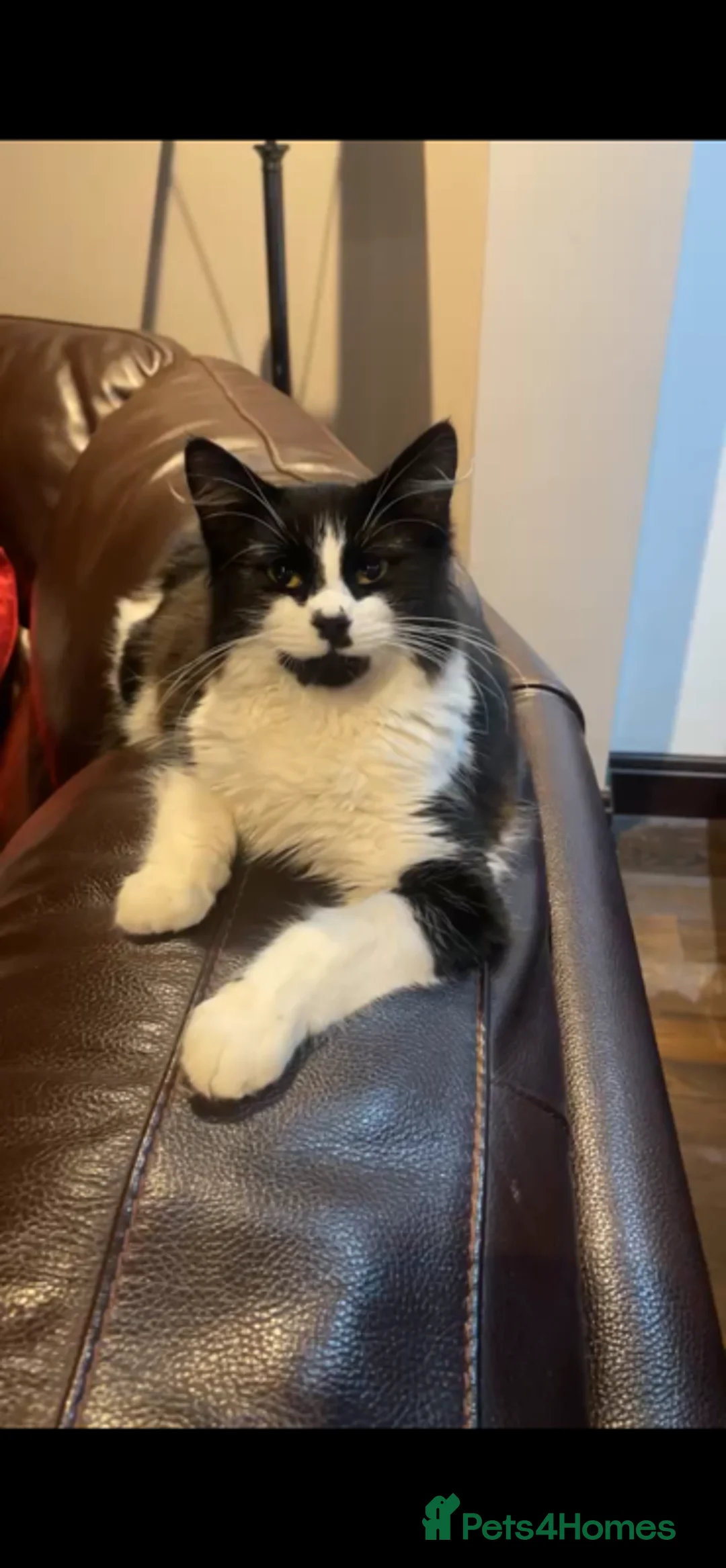 Mixed Breed cats for sale: Adorable Kittens for sale  in Hayes - Advert 11