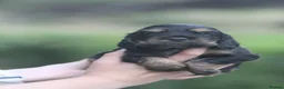 Cocker Spaniel dogs for sale: Fully Health Tested Show Type Cocker Spaniels  - Advert 23