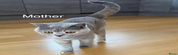British Shorthair cats for sale: British Shorthair Kittens – Ready Now 🐾 - Advert 4