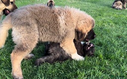 Caucasian Shepherd Dog dogs for sale: 🧸Caucasian Shepherd Puppies Ready Now! 🧸 - Image 5
