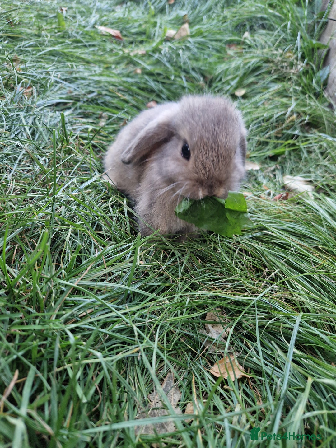 Mini Lop rabbits for sale: Lop Rabbit Girls - Image 7